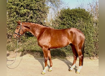 Hanoverian, Mare, 5 years, 16.2 hh, Chestnut