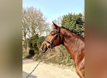 Hanoverian, Mare, 5 years, 16.2 hh, Chestnut