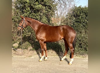 Hanoverian, Mare, 5 years, 16.2 hh, Chestnut