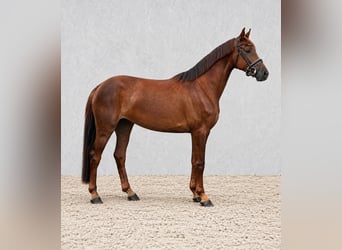 Hanoverian, Mare, 5 years, 16.2 hh, Chestnut