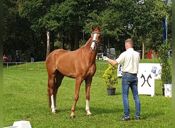 Hanoverian, Mare, 5 years, 16,2 hh, Chestnut-Red