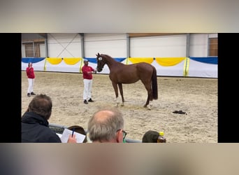 Hanoverian, Mare, 5 years, 16.2 hh, Chestnut-Red
