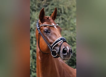 Hanoverian, Mare, 5 years, 16.2 hh, Chestnut-Red