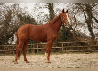 Hanoverian, Mare, 5 years, 16.2 hh, Chestnut-Red