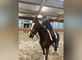 Hanoverian, Mare, 5 years, 16.2 hh, Chestnut-Red