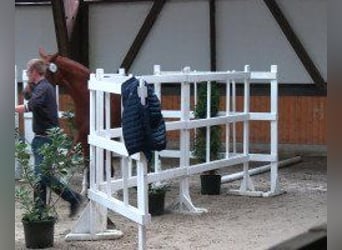 Hanoverian, Mare, 5 years, 16,2 hh, Chestnut-Red