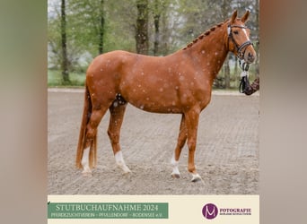 Hanoverian, Mare, 5 years, 16,2 hh, Chestnut-Red