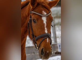 Hanoverian, Mare, 5 years, 16,2 hh, Chestnut-Red