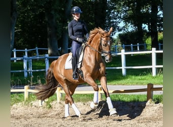 Hanoverian, Mare, 5 years, 16.2 hh, Chestnut-Red
