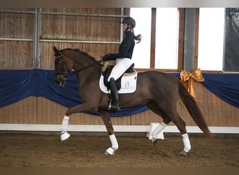 Hanoverian, Mare, 5 years, 16,2 hh, Chestnut-Red