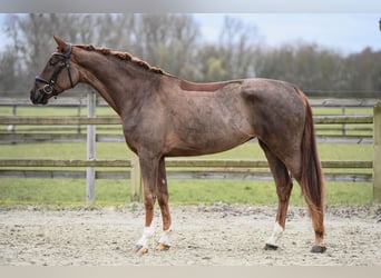 Hanoverian, Mare, 5 years, 16,2 hh, Chestnut-Red