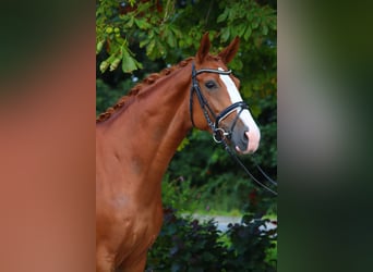 Hanoverian, Mare, 5 years, 16,2 hh, Chestnut-Red