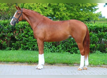 Hanoverian, Mare, 5 years, 16,2 hh, Chestnut-Red