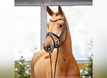 Hanoverian, Mare, 5 years, 16,2 hh, Chestnut-Red