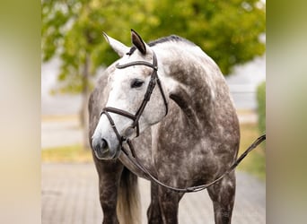 Hanoverian, Mare, 5 years, 16.2 hh, Chestnut-Red