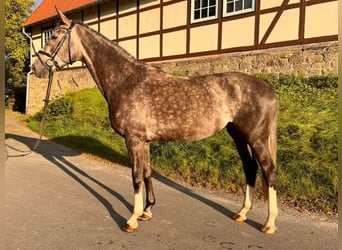 Hanoverian, Mare, 5 years, 16.2 hh, Gray