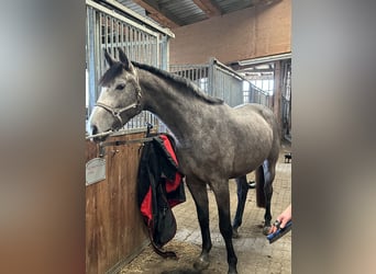 Hanoverian, Mare, 5 years, 16.2 hh, Gray