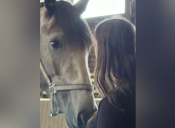 Hanoverian, Mare, 5 years, 16.2 hh, Gray