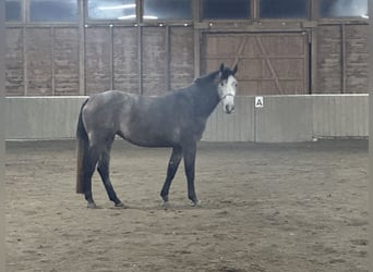 Hanoverian, Mare, 5 years, 16.2 hh, Gray