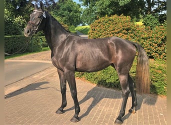 Hanoverian, Mare, 5 years, 16,2 hh, Gray