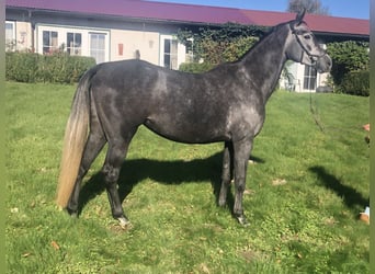 Hanoverian, Mare, 5 years, 16,2 hh, Gray