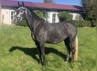 Hanoverian, Mare, 5 years, 16,2 hh, Gray