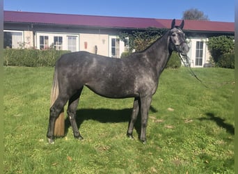 Hanoverian, Mare, 5 years, 16,2 hh, Gray