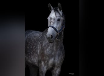Hanoverian, Mare, 5 years, 16.2 hh, Grey