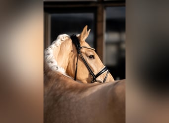 Hanoverian, Mare, 5 years, 16,2 hh, Palomino