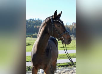 Hannoveraner, Stute, 5 Jahre, 16,2 hh