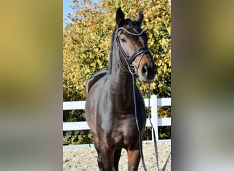 Hannoveraner, Stute, 5 Jahre, 16,2 hh