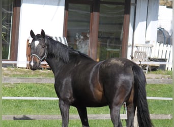 Hannoveraner, Stute, 5 Jahre, 16,2 hh, Schwarzbrauner