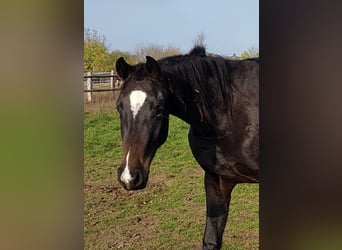 Hannoveraner, Stute, 5 Jahre, 16,2 hh, Schwarzbrauner