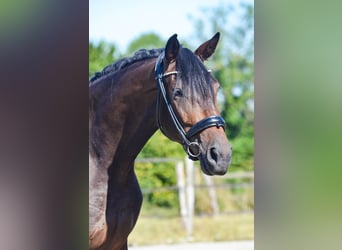 Hanoverian, Mare, 5 years, 16.2 hh, Smoky-Black