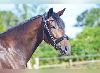 Hanoverian, Mare, 5 years, 16.2 hh, Smoky-Black