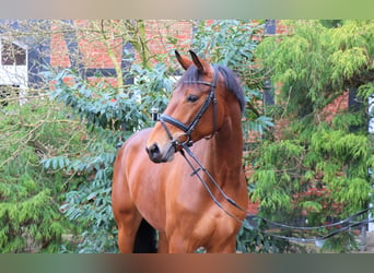 Hanoverian, Mare, 5 years, 16,3 hh, Bay-Dark