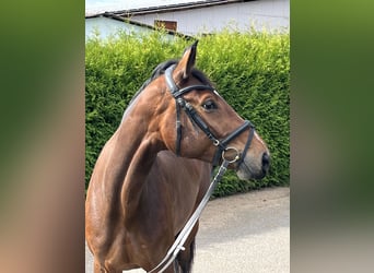 Hanoverian, Mare, 5 years, 16,3 hh, Bay-Dark