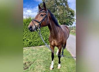 Hanoverian, Mare, 5 years, 16,3 hh, Bay-Dark