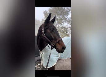 Hanoverian, Mare, 5 years, 16,3 hh, Bay-Dark