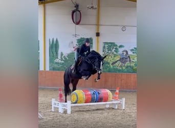 Hanoverian, Mare, 5 years, 16.3 hh, Bay-Dark