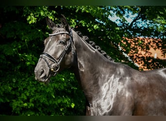 Hanoverian, Mare, 5 years, 16.3 hh, Black