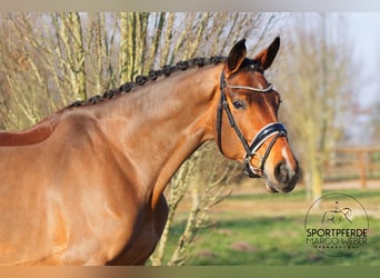 Hanoverian, Mare, 5 years, 16.3 hh, Brown