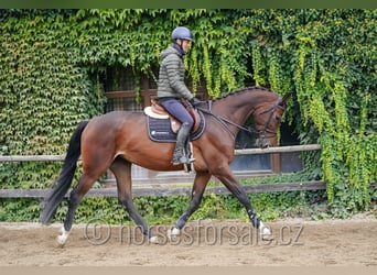 Hanoverian, Mare, 5 years, 16.3 hh, Brown