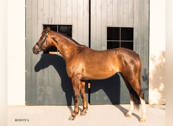 Hanoverian, Mare, 5 years, 16.3 hh