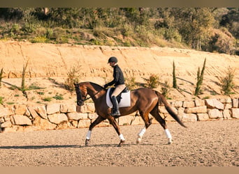 Hanoverian, Mare, 5 years, 16.3 hh
