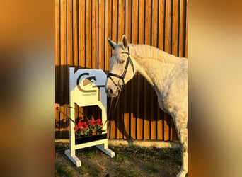 Hannoveraner, Stute, 5 Jahre, 16,3 hh, Schimmel