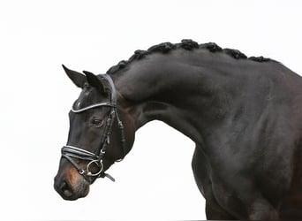 Hanoverian, Mare, 5 years, 16.3 hh, Smoky-Black