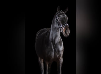 Hanoverian, Mare, 5 years, 16.3 hh, Smoky-Black