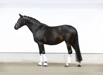 Hanoverian, Mare, 5 years, 16.3 hh, Smoky-Black