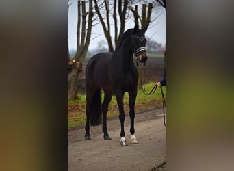 Hanoverian, Mare, 5 years, 16 hh, Bay-Dark